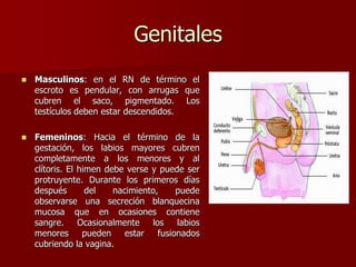 Genitales
 Masculinos: en el RN de término el
escroto es pendular, con arrugas que
cubren el saco, pigmentado. Los
testículos deben estar descendidos.
 Femeninos: Hacia el término de la
gestación, los labios mayores cubren
completamente a los menores y al
clítoris. El himen debe verse y puede ser
protruyente. Durante los primeros días
después del nacimiento, puede
observarse una secreción blanquecina
mucosa que en ocasiones contiene
sangre. Ocasionalmente los labios
menores pueden estar fusionados
cubriendo la vagina.
 