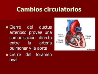 Cambios circulatorios
 Cierre del ductus
arterioso provee una
comunicación directa
entre la arteria
pulmonar y la aorta
 Cierre del foramen
oval
 