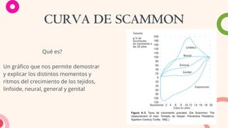 CURVA DE SCAMMON
Qué es?
Un gráfico que nos permite demostrar
y explicar los distintos momentos y
ritmos del crecimiento de los tejidos,
linfoide, neural, general y genital
 