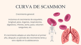 Crecimiento general:
incluimos el crecimiento de esqueleto,
longitud, peso, órganos, respiratorios,
digestivos, riñones, aorta, paso, volumen
sanguíneo, etc.
El crecimiento adopta un alza fetal en el primer
año, después un periodo de crecimiento lento y
otro rápido en la adolescencia
CURVA DE SCAMMON
 
