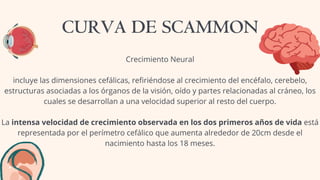 Crecimiento Neural
incluye las dimensiones cefálicas, refiriéndose al crecimiento del encéfalo, cerebelo,
estructuras asociadas a los órganos de la visión, oído y partes relacionadas al cráneo, los
cuales se desarrollan a una velocidad superior al resto del cuerpo.
La intensa velocidad de crecimiento observada en los dos primeros años de vida está
representada por el perímetro cefálico que aumenta alrededor de 20cm desde el
nacimiento hasta los 18 meses.
CURVA DE SCAMMON
 