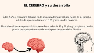A los 2 años, el cerebro del niño es de aproximadamente 80 por ciento de su tamaño
adulto de aproximadamente 1.120 gramos en los hombres.
El cerebro alcanza su peso máximo entre las edades de 19 y 21 y luego empieza a perder
poco a poco pequeñas cantidades de peso después de los 50 años.
EL CEREBRO y su desarrollo
 
