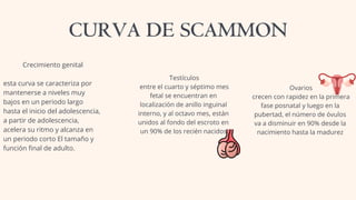 CURVA DE SCAMMON
Crecimiento genital
esta curva se caracteriza por
mantenerse a niveles muy
bajos en un periodo largo
hasta el inicio del adolescencia,
a partir de adolescencia,
acelera su ritmo y alcanza en
un periodo corto El tamaño y
función final de adulto.
Testículos
entre el cuarto y séptimo mes
fetal se encuentran en
localización de anillo inguinal
interno, y al octavo mes, están
unidos al fondo del escroto en
un 90% de los recién nacidos
Ovarios
crecen con rapidez en la primera
fase posnatal y luego en la
pubertad, el número de óvulos
va a disminuir en 90% desde la
nacimiento hasta la madurez
 