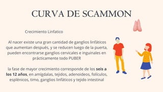 CURVA DE SCAMMON
Crecimiento Linfatico
Al nacer existe una gran cantidad de ganglios linfáticos
que aumentan después, y se reducen luego de la puerta,
pueden encontrarse ganglios cervicales e inguinales en
prácticamente todo PUBER
la fase de mayor crecimiento corresponde de los seis a
los 12 años, en amígdalas, tejidos, adenoideos, folículos,
esplénicos, timo, ganglios linfáticos y tejido intestinal
 