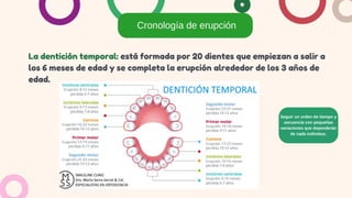 Cronología de erupción
Seguir un orden de tiempo y
secuencia con pequeñas
variaciones que dependerán
de cada individuo.
La dentición temporal: está formada por 20 dientes que empiezan a salir a
los 6 meses de edad y se completa la erupción alrededor de los 3 años de
edad.
 