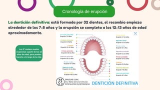 Cronología de erupción
Los 3º molares suelen
erupcionar a partir de los 18
años de edad, pero pueden
hacerlo a lo largo de la vida.
La dentición definitiva: está formada por 32 dientes, el recambio empieza
alrededor de los 7-8 años y la erupción se completa a los 12-13 años de edad
aproximadamente.
 