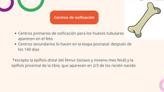 Centros primarios de osificación para los huesos tubulares
aparecen en el feto
Centros secundarios lo hacen en la etapa posnatal: después de
los 140 días
*excepto la epífisis distal del fémur (octavo y noveno mes fetal) y la
epífisis proximal de la tibia, que aparecen en 2/3 de los recién nacido
Centros de osificación
 