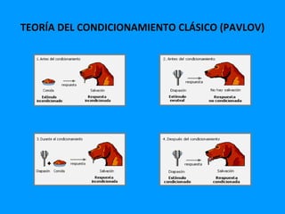 TEORÍA DEL CONDICIONAMIENTO CLÁSICO (PAVLOV)
 
