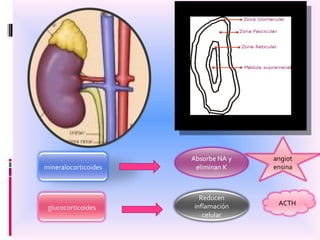 mineralocorticoides glucocorticoides Reducen inflamación celular angiotensina ACTH