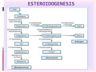 ESTEROIDOGENESIS