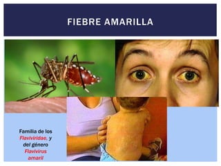 FIEBRE AMARILLA
Familia de los
Flaviviridae, y
del género
Flavivirus
amaril
 