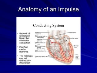 Anatomy of an Impulse
 
