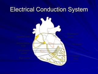 Electrical Conduction System
 