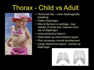Thorax - Child vs Adult
• Horizontal ribs – more diaphragmatic
breathing
• Flatter Diaphragm
• Ribs & Sternum is cartilage - less
stability of chest wall, requires more
use of diaphragm
• Less pulmonary reserve
• Heart takes up more thoracic space
• Poor accessory muscle development
• Larger abdominal organs - pushes up
diaphragm
 