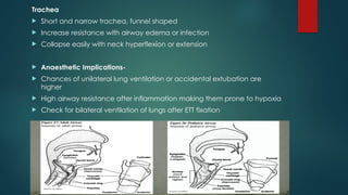 Trachea
 Short and narrow trachea, funnel shaped
 Increase resistance with airway edema or infection
 Collapse easily with neck hyperflexion or extension
 Anaesthetic Implications-
 Chances of unilateral lung ventilation or accidental extubation are
higher
 High airway resistance after inflammation making them prone to hypoxia
 Check for bilateral ventilation of lungs after ETT fixation
 