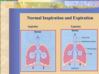 Normal Inspiration and Expiration



                                                          turbulence




Image from: http://www.hadassah.org.il/NR/rdonlyres/59B531BD-EECC-4FOE-9E81-14B9B29D139B1945/AirwayManagement.ppt
 