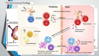 Front. Immunol., 14 May 2021 | https://doi.org/10.3389/fimmu.2021.676046
The Eye’s Immune Privilege
 