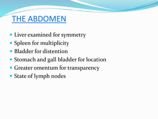 THE ABDOMEN
 Liver examined for symmetry
 Spleen for multiplicity
 Bladder for distention
 Stomach and gall bladder for location
 Greater omentum for transparency
 State of lymph nodes
 