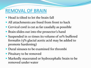 REMOVAL OF BRAIN
 Head is tilted to let the brain fall
 All attachments are freed from front to back
 Cervical cord is cut as far caudally as possible
 Brain slides out into the prosector’s hand
 Suspended in 10 times its volume of 10% buffered
formalin (5% glacial acetic acid may be added to
promote hardening)
 Dural sinuses to be examined for thrombi
 Pituitary to be removed
 Markedly macerated or hydrocephalic brain to be
removed under water
 
