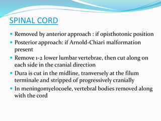 SPINAL CORD
 Removed by anterior approach : if opisthotonic position
 Posterior approach: if Arnold-Chiari malformation
present
 Remove 1-2 lower lumbar vertebrae, then cut along on
each side in the cranial direction
 Dura is cut in the midline, tranversely at the filum
terminale and stripped of progressively cranially
 In meningomyelocoele, vertebral bodies removed along
with the cord
 