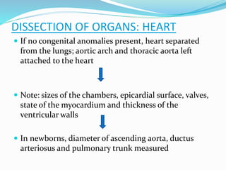  If no congenital anomalies present, heart separated
from the lungs; aortic arch and thoracic aorta left
attached to the heart
 Note: sizes of the chambers, epicardial surface, valves,
state of the myocardium and thickness of the
ventricular walls
 In newborns, diameter of ascending aorta, ductus
arteriosus and pulmonary trunk measured
DISSECTION OF ORGANS: HEART
 