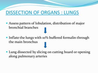  Assess pattern of lobulation, distribution of major
bronchial branches
 Inflate the lungs with 10% buffered formalin through
the main bronchus
 Lung dissected by slicing on cutting board or opening
along pulmonary arteries
DISSECTION OF ORGANS : LUNGS
 
