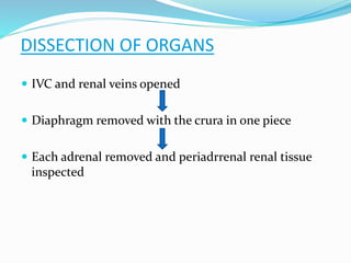 DISSECTION OF ORGANS
 IVC and renal veins opened
 Diaphragm removed with the crura in one piece
 Each adrenal removed and periadrrenal renal tissue
inspected
 