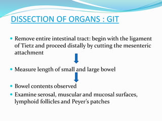  Remove entire intestinal tract: begin with the ligament
of Tietz and proceed distally by cutting the mesenteric
attachment
 Measure length of small and large bowel
 Bowel contents observed
 Examine serosal, muscular and mucosal surfaces,
lymphoid follicles and Peyer’s patches
DISSECTION OF ORGANS : GIT
 