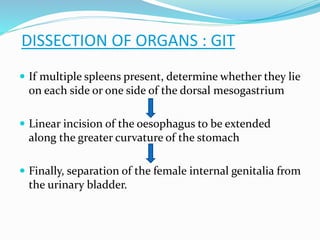  If multiple spleens present, determine whether they lie
on each side or one side of the dorsal mesogastrium
 Linear incision of the oesophagus to be extended
along the greater curvature of the stomach
 Finally, separation of the female internal genitalia from
the urinary bladder.
DISSECTION OF ORGANS : GIT
 