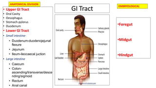 GI Tract• Upper GI Tract
• Oral Cavity
• Oesophagus
• Stomach-pylorus
• Duodenum
• Lower GI Tract
• Small intestine-
• Duodenum-duodenojejunal
flexure
• Jejunum
• Ileum-ileocaecal juction
• Large intestine
• Caecum
• Colon-
ascending/transverse/desce
nding/sigmoid
• Rectum
• Anal canal
•Foregut
•Midgut
•Hindgut
ANATOMICAL DIVISION
EMBRYOLOGICAL
 