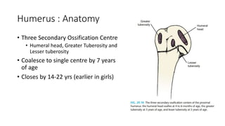 Humerus : Anatomy
• Three Secondary Ossification Centre
• Humeral head, Greater Tuberosity and
Lesser tuberosity
• Coalesce to single centre by 7 years
of age
• Closes by 14-22 yrs (earlier in girls)
 