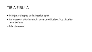 TIBIA FIBULA
• Triangular Shaped with anterior apex
• No muscular attachment in anteromedical surface distal to
pesanserinus
• Subcutaneous
 