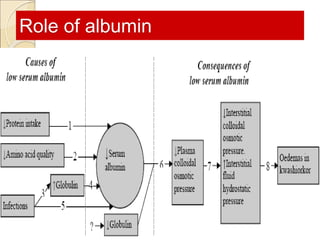 Role of albumin
10/28/2023 26
 