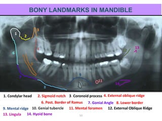 BONY LANDMARKS IN MANDIBLE
53
1
1. Condylar head 2. Sigmoid notch 3. Coronoid process 4. External oblique ridge
5. Mandibular canal
2
3
4
5
6. Post. Border of Ramus 8. Lower border7. Gonial Angle
6
7
9. Mental ridge 11. Mental foramen10. Genial tubercle
13. Lingula
12. External Oblique Ridge
14. Hyoid bone
8
9
10
11
12
13
 