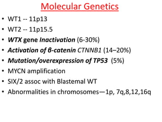 Molecular Genetics
• WT1 -- 11p13
• WT2 -- 11p15.5
• WTX gene Inactivation (6-30%)
• Activation of β-catenin CTNNB1 (14–20%)
• Mutation/overexpression of TP53 (5%)
• MYCN amplification
• SIX/2 assoc with Blastemal WT
• Abnormalities in chromosomes—1p, 7q,8,12,16q
 