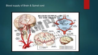 Blood supply of Brain & Spinal cord
 