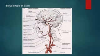Blood supply of Brain
 