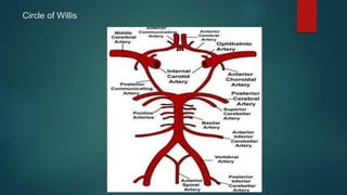 Circle of Willis
 