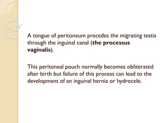 A tongue of peritoneum precedes the migrating testis
through the inguinal canal (the processus
vaginalis).
This peritoneal pouch normally becomes obliterated
after birth but failure of this process can lead to the
development of an inguinal hernia or hydrocele.
 