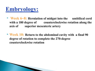  Week 6~8: Herniation of midgut into the umbilical cord
with a 180 degree of counterclockwise rotation along the
axis of superior mesenteric artery
 Week 10: Return to the abdominal cavity with a final 90
degree of rotation to complete the 270-degree
counterclockwise rotation
 