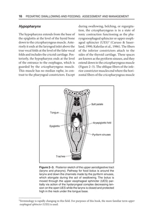 16  Pediatric Swallowing and Feeding: Assessment and Management
Hypopharynx
The hypopharynx extends from the base of
the epiglottis at the level of the hyoid bone
down to the cricopharyngeus muscle. Ante-
riorly it ends at the laryngeal inlet above the
true vocal folds at the level of the false vocal
folds and includes the cricoid cartilage. Pos-
teriorly, the hypopharynx ends at the level
of the entrance to the esophagus, which is
guarded by the cricopharyngeus muscle.
This muscle has no median raphe, in con-
trast to the pharyngeal constrictors. Except
during swallowing, belching, or regurgita-
tion, the cricopharyngeus is in a state of
tonic contraction functioning as the pha-
ryngoesophageal sphincter or upper esoph-
ageal sphincter (UES)3
(Caruso  Sauer-
land, 1990; Kahrilas et al., 1986). The fibers
of the inferior constrictors attach to the
sides of the thyroid cartilage. These spaces
are known as the pyriform sinuses, and they
extend down to the cricopharyngeus muscle
(Figure 2–3). The oblique fibers of the infe-
rior constrictor muscles end where the hori-
zontal fibers of the cricopharyngeus muscle
3 
Terminology is rapidly changing in this field. For purposes of this book, the more familiar term upper
esophageal sphincter (UES) is used.
Figure 2–3. Posterior sketch of the upper aerodigestive tract
(larynx and pharynx). Pathway for food bolus is around the
larynx and down the channels made by the pyriform sinuses,
which elongate during the act of swallowing. The bolus is
moved through the upper esophageal sphincter (UES) par-
tially via action of the hyolaryngeal complex decreasing ten-
sion on the open UES while the larynx is closed and protected
high in the neck under the tongue base.
 