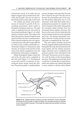 2. Anatomy, Embryology, Physiology, and Normal Development  25
external ears ascend. At 16 weeks, the eyes
begin to migrate and are situated more ante-
riorly than laterally. The ears are closer to
their final position at the sides of the head.
The medial and lateral nasal promi-
nences are formed by growth of the sur-
rounding mesenchyme, which results in
formation of primitive nasal sacs. The nasal
cavity is separated from the oral cavity by
the oronasal membrane (Figure 2–6), which
ruptures at about 6 weeks. This rupture that
forms the primitive choanae brings the nasal
and oral cavities into direct communication.
If the oronasal membrane does not rupture,
a choanal atresia will make it impossible for
an infant to suck, swallow, and breathe syn-
chronously (Chapter 4). The posterior nasal
choanae are located at the junction of the
nasal cavity and the nasopharynx once the
development of the palate is completed.
Palatal development begins toward the
end of the 5th week and is completed in
the 12th week (Figure 2–7). Development
occurs from anterior to posterior as mes-
enchymal masses merge toward the mid-
line. The primary palate, or medial palatine
process, develops at the end of the 5th week
and is fused by the end of the 6th week to
become the premaxillary part of the max-
illa. The primary palate gives rise to a very
small part of the adult hard palate that is
positioned just posterior (or caudal) to the
incisive foramen of the skull. Subsequently,
the secondary palate develops from two
horizontal lateral palatine processes that
fuse over the course of a few weeks from the
incisive foramen posterior to the soft palate
and uvula. The anterior hard palate (ossi-
fied) is fused by 9 weeks, and the muscular
soft palate is completed by the 12th week.
The nasal septum develops downward
from the merged medial nasal prominences.
During the 9th week, the fusion between the
nasal septum and the palatine processes
begins anteriorly and is completed at the
posterior portion of the soft palate by the
12th week. This process occurs in conjunc-
tion with the fusion of the lateral palatine
processes. The palatine processes fuse about
a week later in female than in male fetuses,
which may explain why isolated cleft palate
is more common in female infants (Burdi,
Mandibular process
Rupturing oronasal membrane
Pharynx
Tongue
Oral cavity
Primary palate
Nasal cavity
Figure 2–6. Sagittal section showing oronasal membrane, which separates
the nasal and oral cavities. At about 6 weeks, the oronasal membrane ruptures
to form the primitive choanae. This brings the nasal and oral cavities into direct
communication.
 