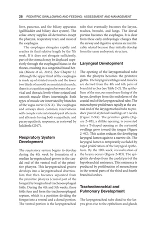 28  Pediatric Swallowing and Feeding: Assessment and Management
liver, pancreas, and the biliary apparatus
(gallbladder and biliary duct system). The
celiac artery supplies all derivatives except
the pharynx, respiratory tract, and most of
the esophagus.
The esophagus elongates rapidly and
reaches its final relative length by the 7th
week. If it does not elongate sufficiently,
part of the stomach may be displaced supe-
riorly through the esophageal hiatus in the
thorax, resulting in a congenital hiatal her-
nia (Moore et al., 2015). (See Chapter 5.)
Although the upper third of the esophagus
is made up of striated muscle and the lower
two thirds of smooth or nonstriated muscle,
there is a transition region between the cer-
vical and thoracic levels where striated and
smooth muscle fibers intermingle. Both
types of muscle are innervated by branches
of the vagus nerve (CN X). The esophagus
and airways share common innervations
with complex interrelationships of afferents
and efferents having both sympathetic and
parasympathetic responses, as reviewed by
Jadcherla (2017).
Respiratory System
Development
The respiratory system begins to develop
during the 4th week by formation of a
median laryngotracheal groove in the cau-
dal end of the ventral wall of the primi-
tive pharynx. This laryngotracheal groove
develops into a laryngotracheal diverticu-
lum that then becomes separated from
the primitive pharynx (cranial part of the
foregut) by longitudinal tracheoesophageal
folds. During the 4th and 5th weeks, these
folds fuse and form the tracheoesophageal
septum, which is a partition dividing the
foregut into a ventral and a dorsal portion.
The ventral portion is the laryngotracheal
tube that eventually becomes the larynx,
trachea, bronchi, and lungs. The dorsal
portion becomes the esophagus. It is clear
from these early embryologic changes that
the airway and digestive systems are inextri-
cably related because they initially develop
from the same embryonic structure.
Laryngeal Development
The opening of the laryngotracheal tube
into the pharynx becomes the primitive
glottis. The laryngeal cartilages and muscles
are derived from the 4th and 6th pairs of
branchial arches (see Table 2–2). The epithe-
lium of the mucous membrane lining of the
larynx develops from the endoderm of the
cranial end of the laryngotracheal tube. The
mesenchyme proliferates rapidly at the cra-
nial end of the laryngotracheal tube to pro-
duce paired arytenoid swellings at 5 weeks
(Figure 2–9A). The primitive glottis (Fig-
ure 2–9B), a slitlike opening, is converted
into a T-shaped opening as the arytenoid
swellings grow toward the tongue (Figure
2–9C). This action reduces the developing
laryngeal lumen again to a narrow slit. The
laryngeal lumen is temporarily occluded by
rapid proliferation of the laryngeal epithe-
lium. By the 10th week, recanalization of
the larynx occurs (Figure 2–9D). The epi-
glottis develops from the caudal part of the
hypobranchial eminence. This eminence is
produced by proliferation of mesenchyme
in the ventral parts of the third and fourth
branchial arches.
Tracheobronchial and
Pulmonary Development
The laryngotracheal tube distal to the lar-
ynx gives rise to the epithelium and glands
 