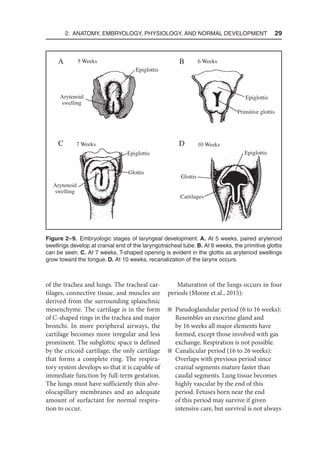 2. Anatomy, Embryology, Physiology, and Normal Development  29
of the trachea and lungs. The tracheal car-
tilages, connective tissue, and muscles are
derived from the surrounding splanchnic
mesenchyme. The cartilage is in the form
of C-shaped rings in the trachea and major
bronchi. In more peripheral airways, the
cartilage becomes more irregular and less
prominent. The subglottic space is defined
by the cricoid cartilage, the only cartilage
that forms a complete ring. The respira-
tory system develops so that it is capable of
immediate function by full-term gestation.
The lungs must have sufficiently thin alve-
olocapillary membranes and an adequate
amount of surfactant for normal respira-
tion to occur.
Maturation of the lungs occurs in four
periods (Moore et al., 2015):
n Pseudoglandular period (6 to 16 weeks):
Resembles an exocrine gland and
by 16 weeks all major elements have
formed, except those involved with gas
exchange. Respiration is not possible.
n Canalicular period (16 to 26 weeks):
Overlaps with previous period since
cranial segments mature faster than
caudal segments. Lung tissue becomes
highly vascular by the end of this
period. Fetuses born near the end
of this period may survive if given
intensive care, but survival is not always
A B
C D
5 Weeks 6 Weeks
7 Weeks 10 Weeks
Arytenoid
swelling
Arytenoid
swelling
Epiglottis
Primitive glottis
Glottis
Cartilages
Glottis
Epiglottis Epiglottis
Epiglottis
Figure 2–9. Embryologic stages of laryngeal development. A. At 5 weeks, paired arytenoid
swellings develop at cranial end of the laryngotracheal tube. B. At 6 weeks, the primitive glottis
can be seen. C. At 7 weeks, T-shaped opening is evident in the glottis as arytenoid swellings
grow toward the tongue. D. At 10 weeks, recanalization of the larynx occurs.
 