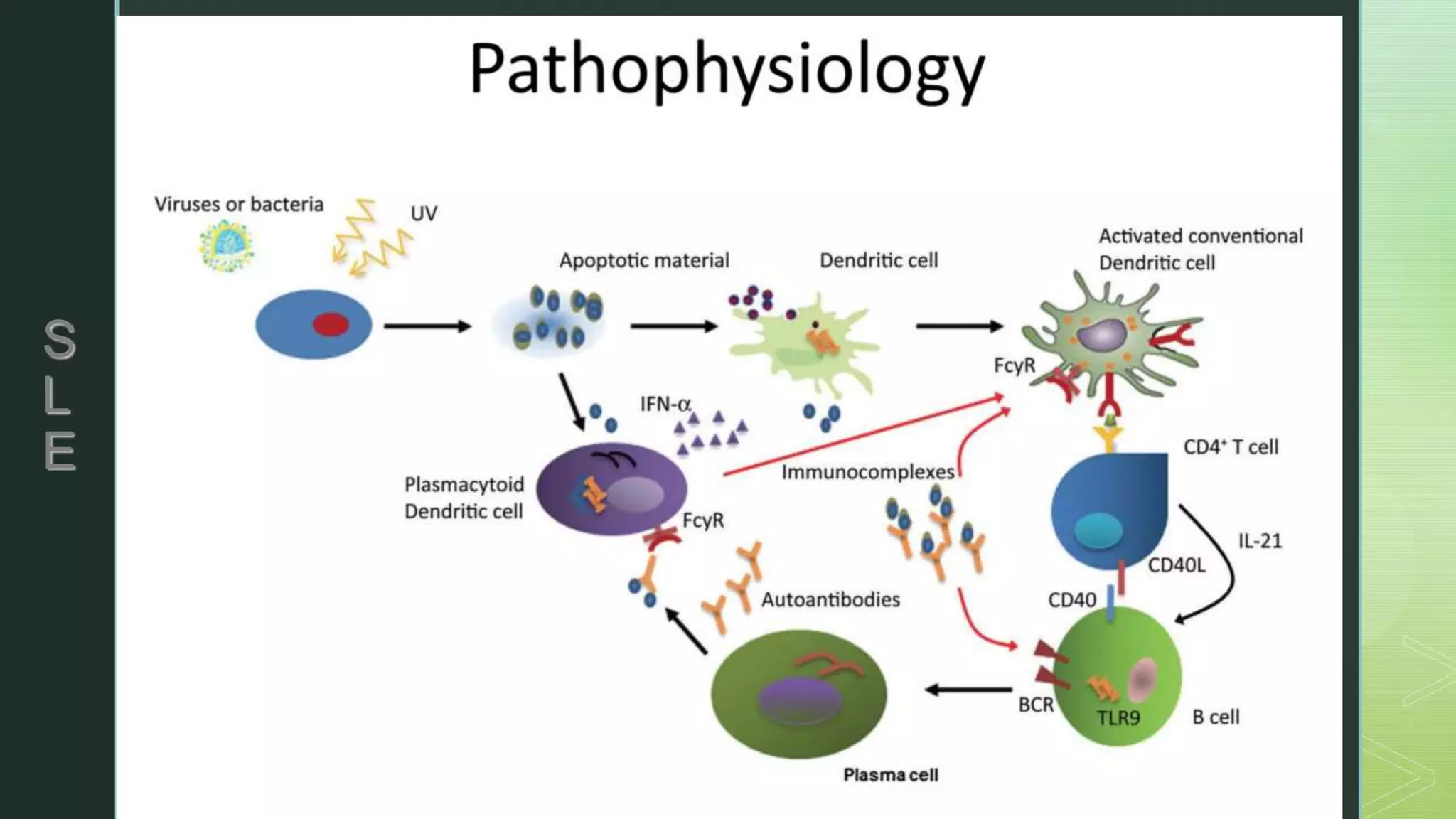 Pediatric systemic lupus erythematosus | PPTX