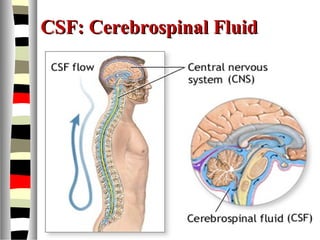 CSF: Cerebrospinal FluidCSF: Cerebrospinal Fluid
 