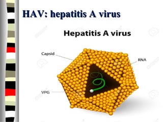 HAV: hepatitis A virusHAV: hepatitis A virus
 