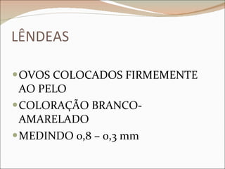 LÊNDEAS OVOS COLOCADOS FIRMEMENTE AO PELO COLORAÇÃO BRANCO-AMARELADO MEDINDO 0,8 – 0,3 mm 