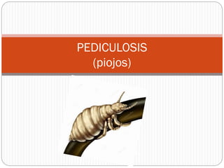 PEDICULOSIS
(piojos)
 