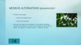 MEDIDAS ALTERNATIVAS (prevención) 
• Aceites esenciales 
o Aceite del árbol de té 
o Aceite de lavanda 
• Infusión de hojas de eucalipto o de romero hervidas 
durante 15 minutos a la que se le añade el zumo de un 
limón. Se aplica y se deja actuar. Luego se aclara 
 